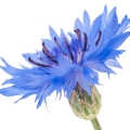 Cornflower Sultan Seeds